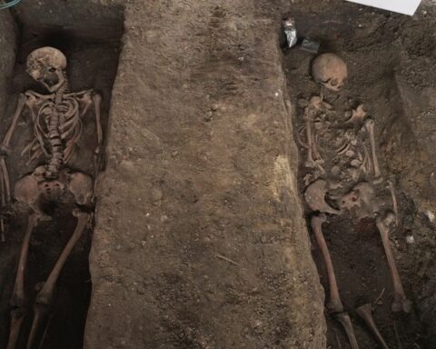 Two excavated skeletons in Hans Tavsens Park, Nørrebro