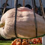tivoli giant pumpkin nordic record naestved