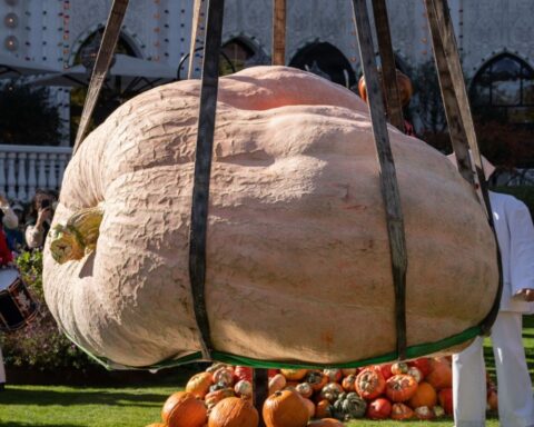 tivoli giant pumpkin nordic record naestved
