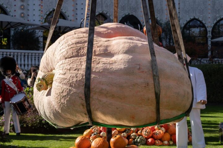 tivoli giant pumpkin nordic record naestved