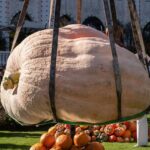 tivoli giant pumpkin nordic record naestved