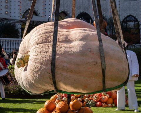 tivoli giant pumpkin nordic record naestved