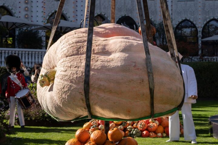 tivoli giant pumpkin nordic record naestved